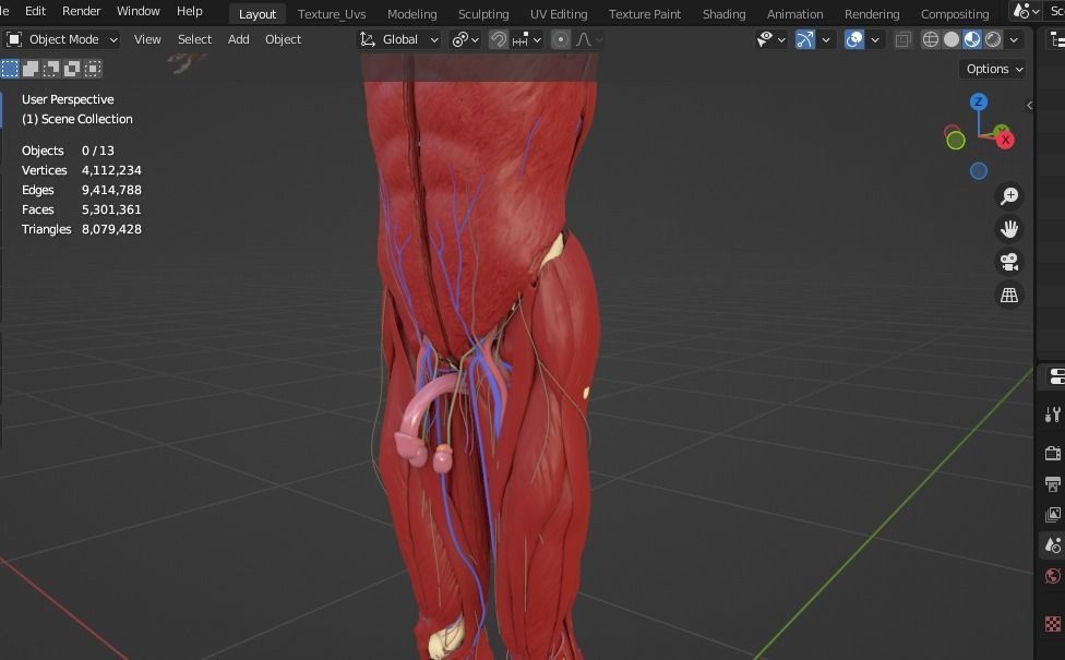 Complete Male human 3D Anatomy 3D model_36
