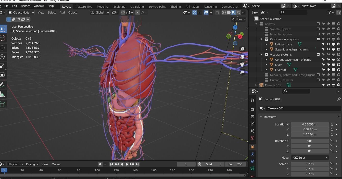 Complete Male human 3D Anatomy 3D model_12