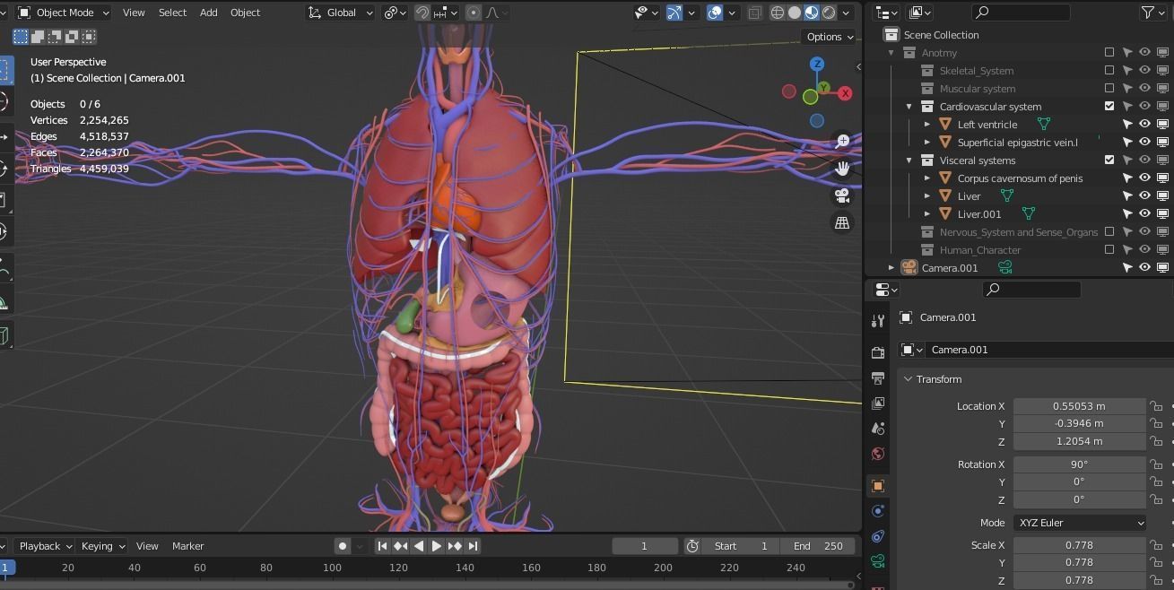 Complete Male human 3D Anatomy 3D model_18