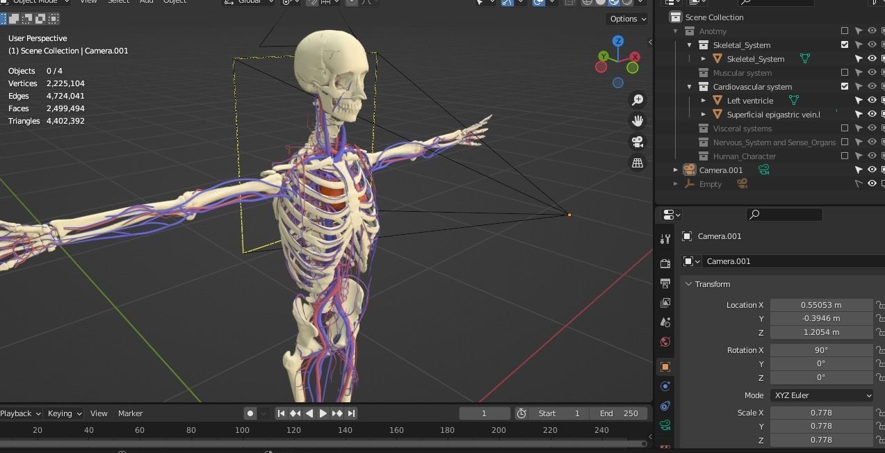 Complete Male human 3D Anatomy 3D model_45