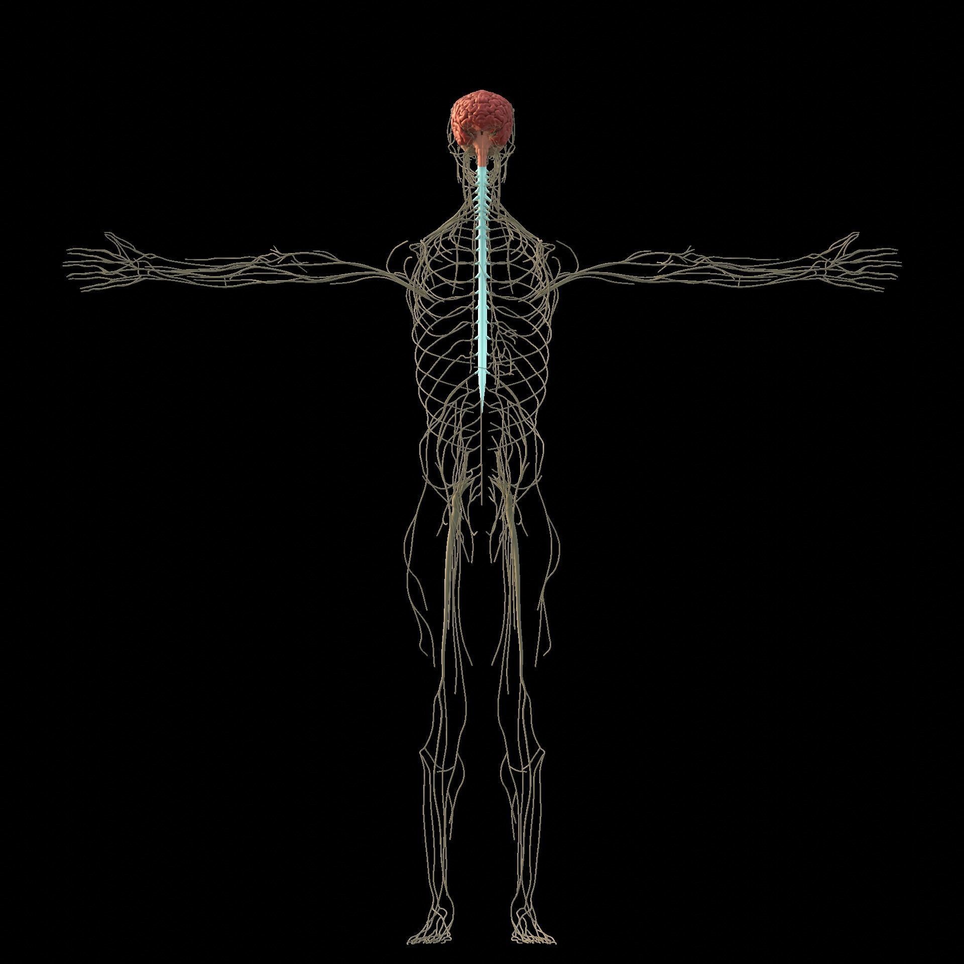 Complete Male human 3D Anatomy 3D model_27