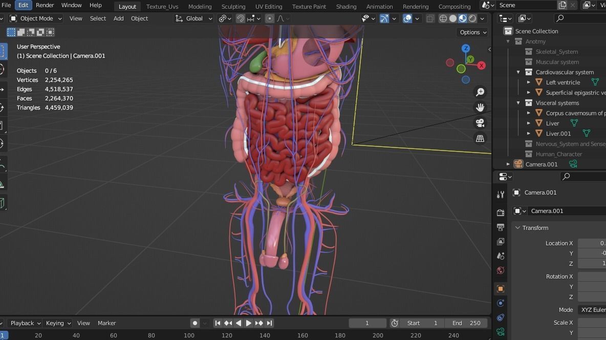 Complete Male human 3D Anatomy 3D model_14