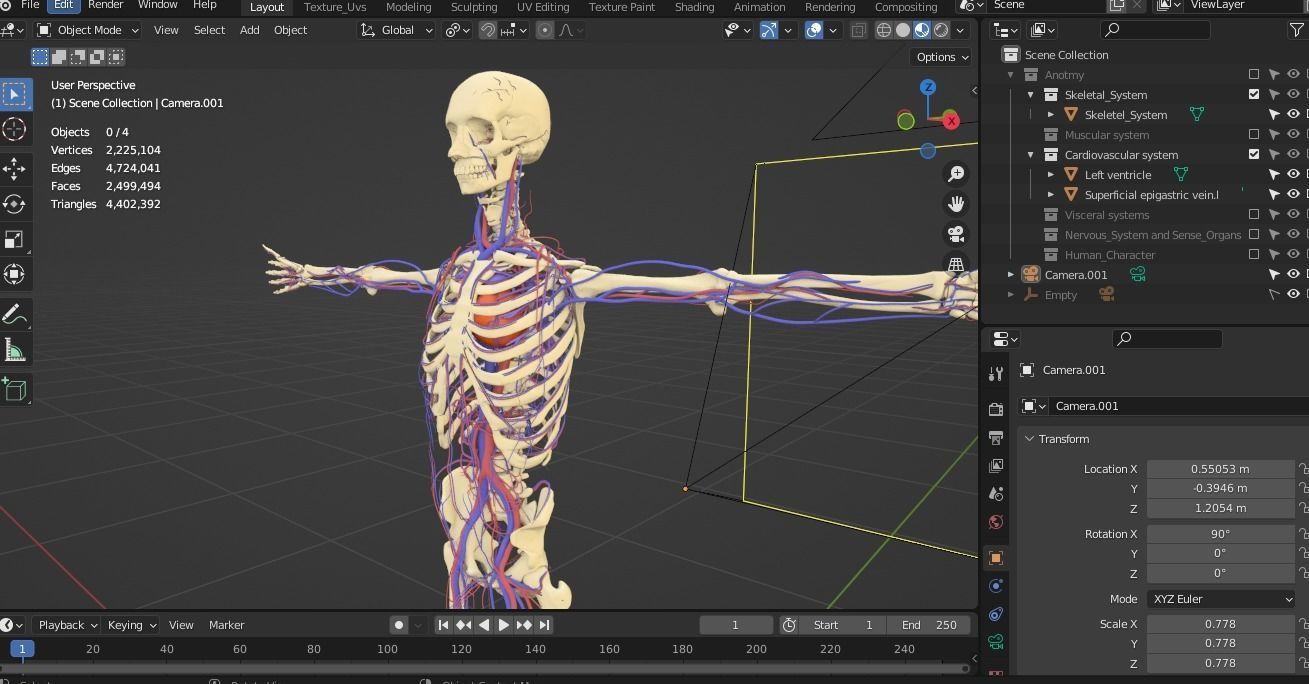 Complete Male human 3D Anatomy 3D model_16