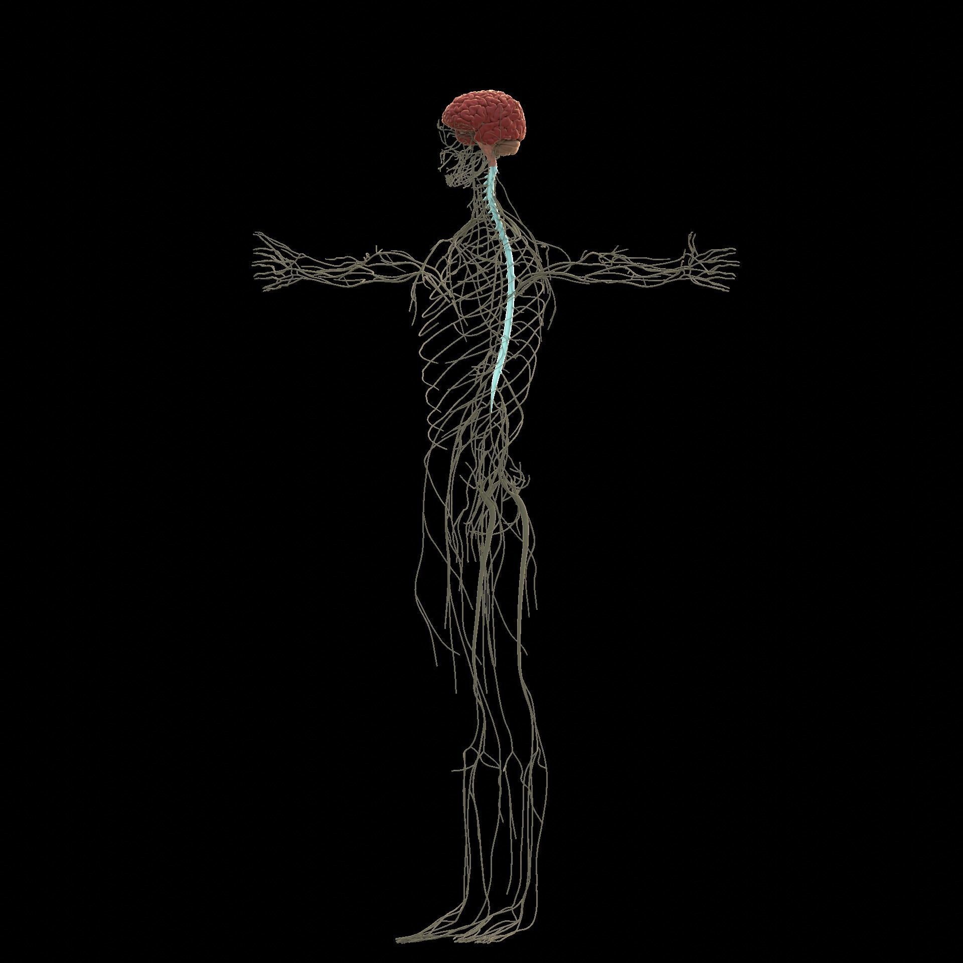 Complete Male human 3D Anatomy 3D model_26