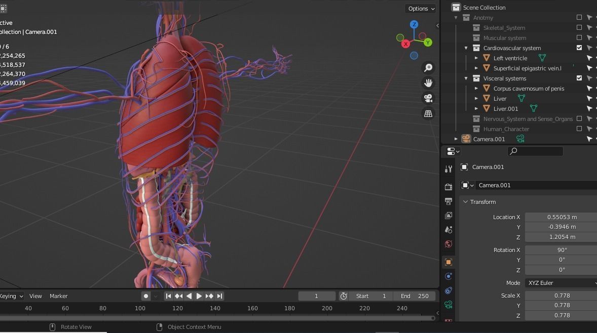 Complete Male human 3D Anatomy 3D model_13