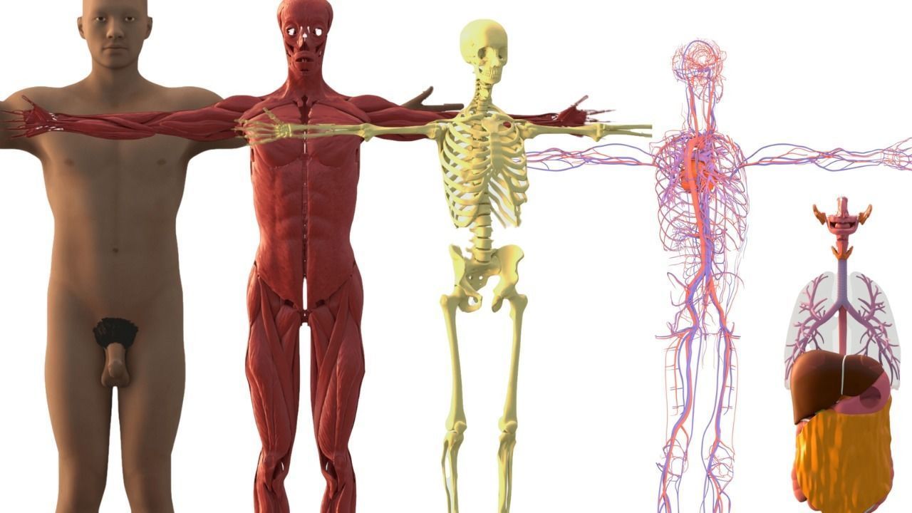 Complete Male human 3D Anatomy 3D model_32