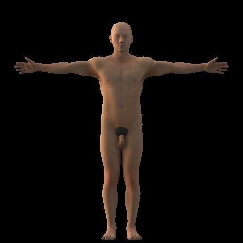 Complete Male human 3D Anatomy 3D model_5