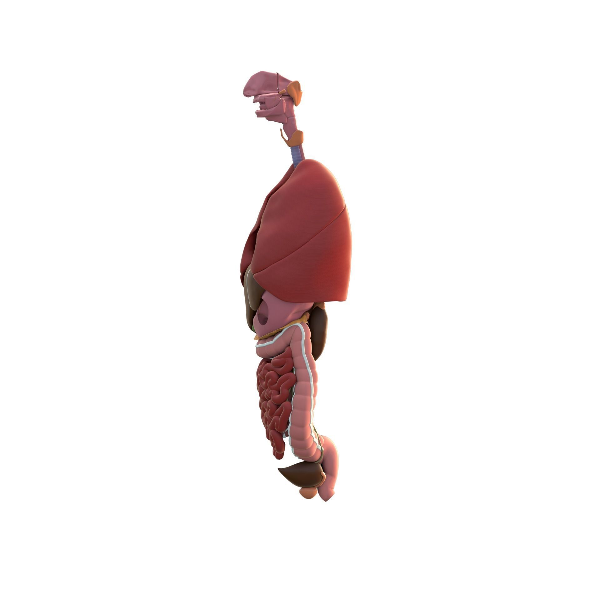 Complete Male human 3D Anatomy 3D model_23