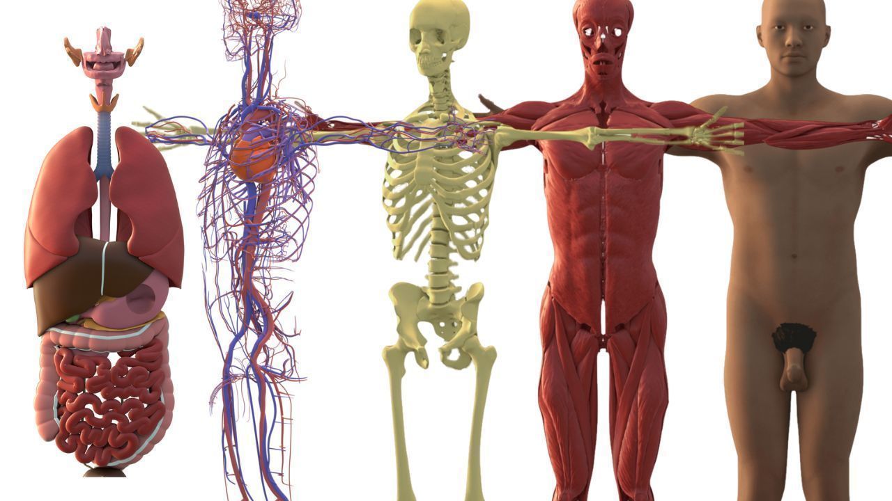Complete Male human 3D Anatomy 3D model_2