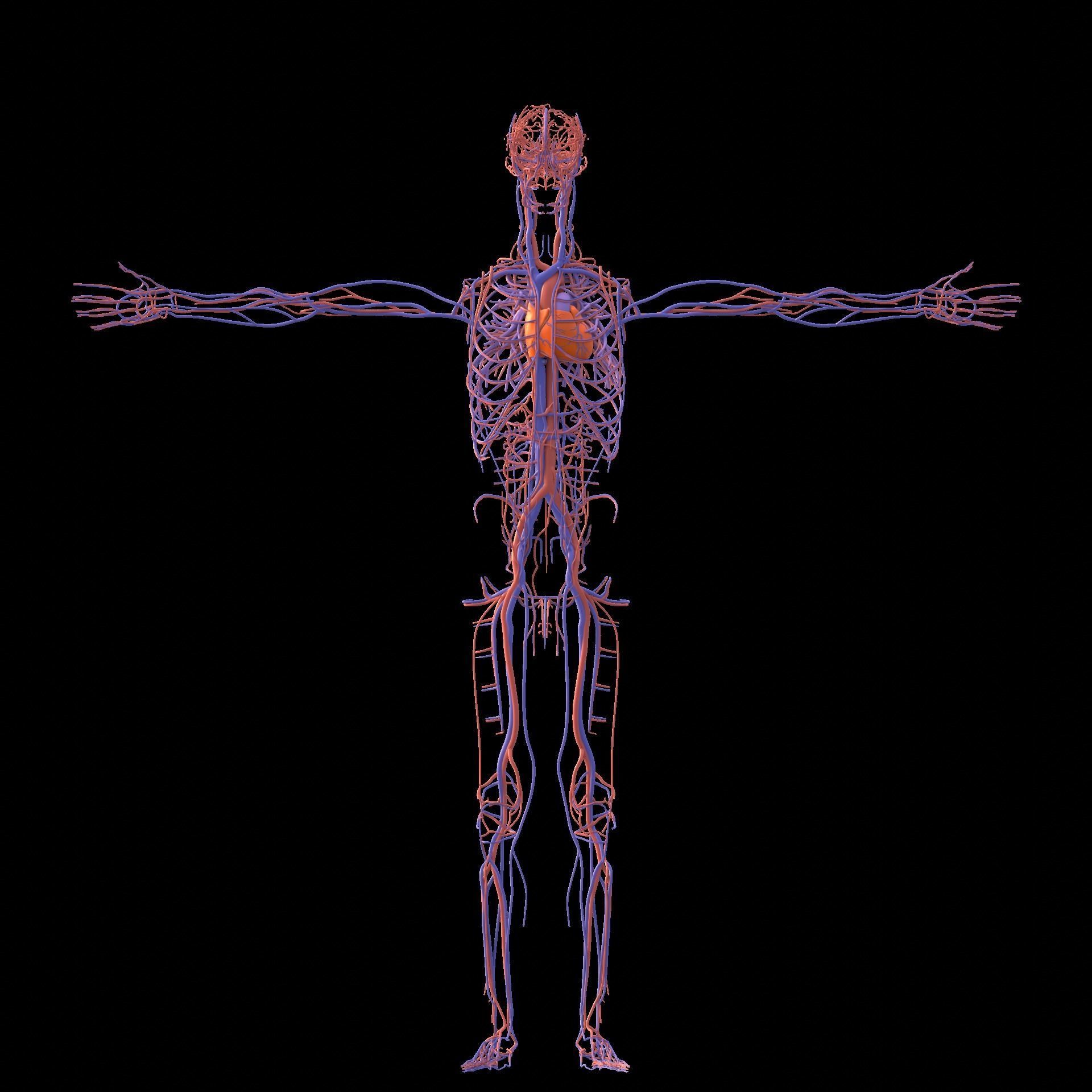 Complete Male human 3D Anatomy 3D model_28