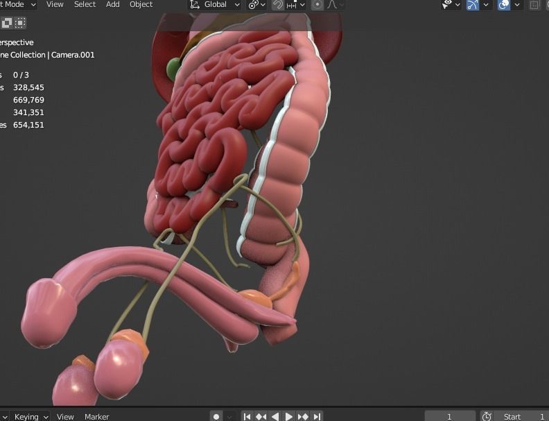 Complete Male human 3D Anatomy 3D model_20