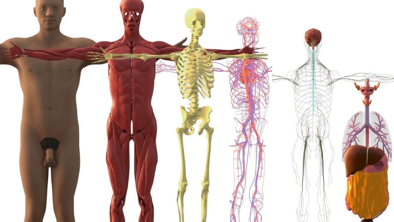 Complete Male human 3D Anatomy 3D model_33