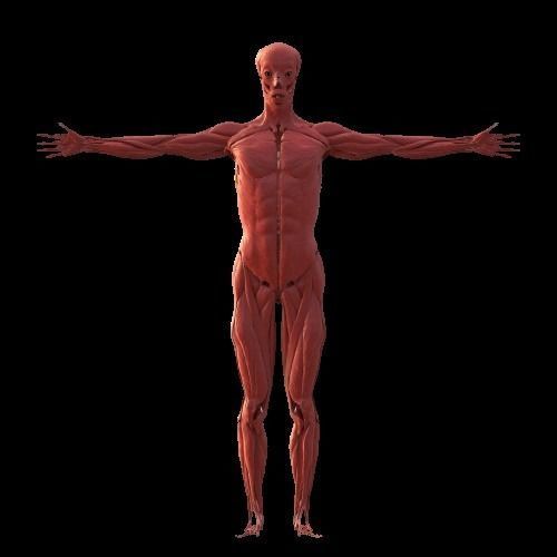 Complete Male human 3D Anatomy 3D model_6
