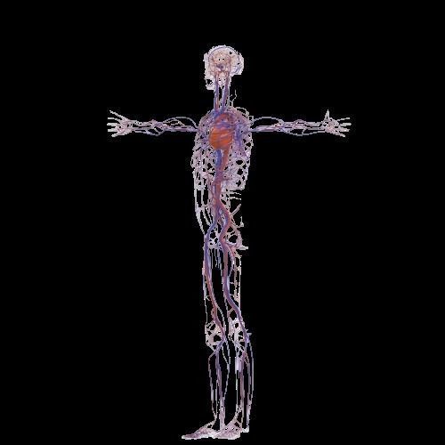Complete Male human 3D Anatomy 3D model_4
