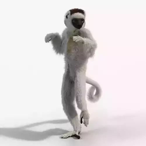 White Sifaka Animation - VFX Grace 3D model
