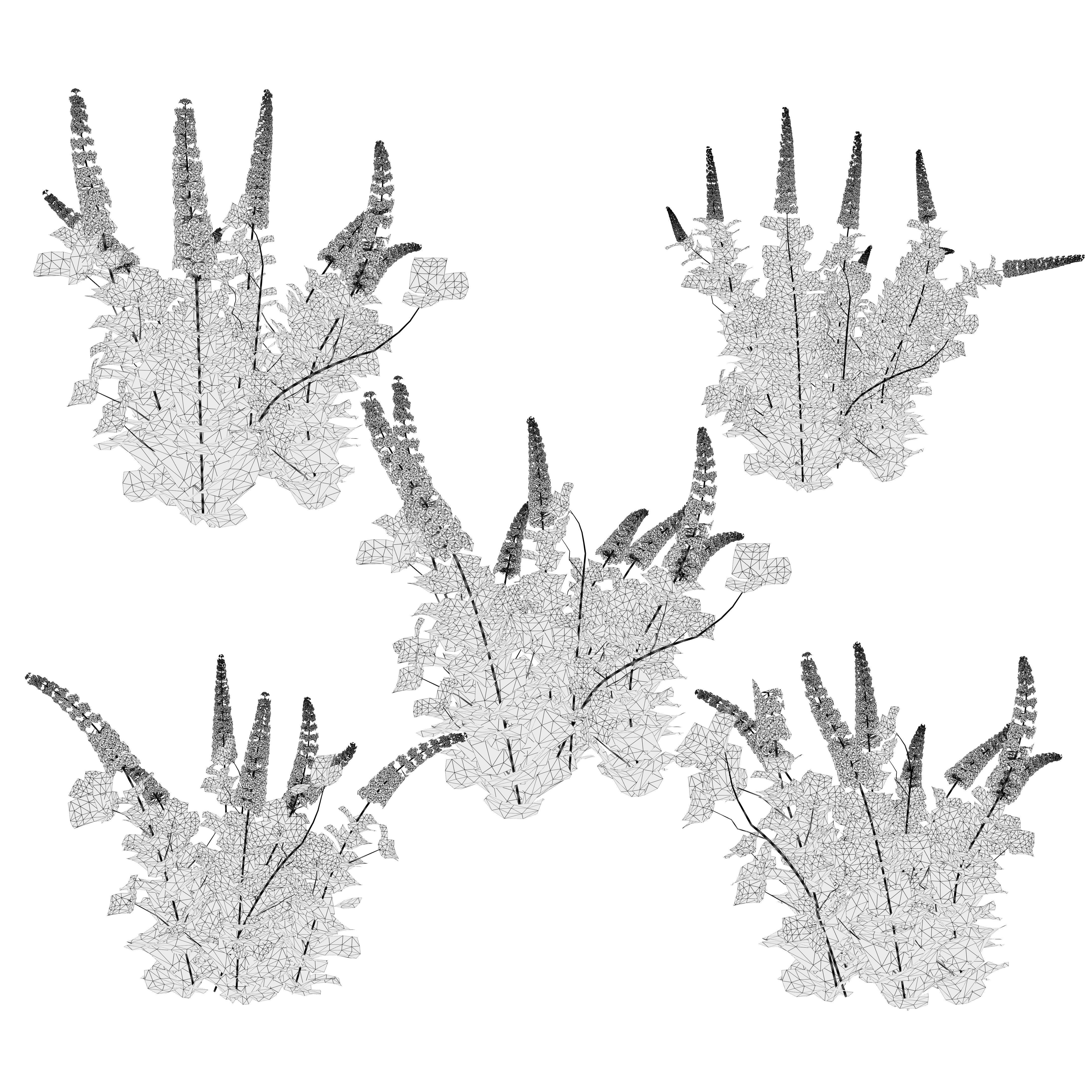 Blue Glory Bower Low-poly 3D model_7