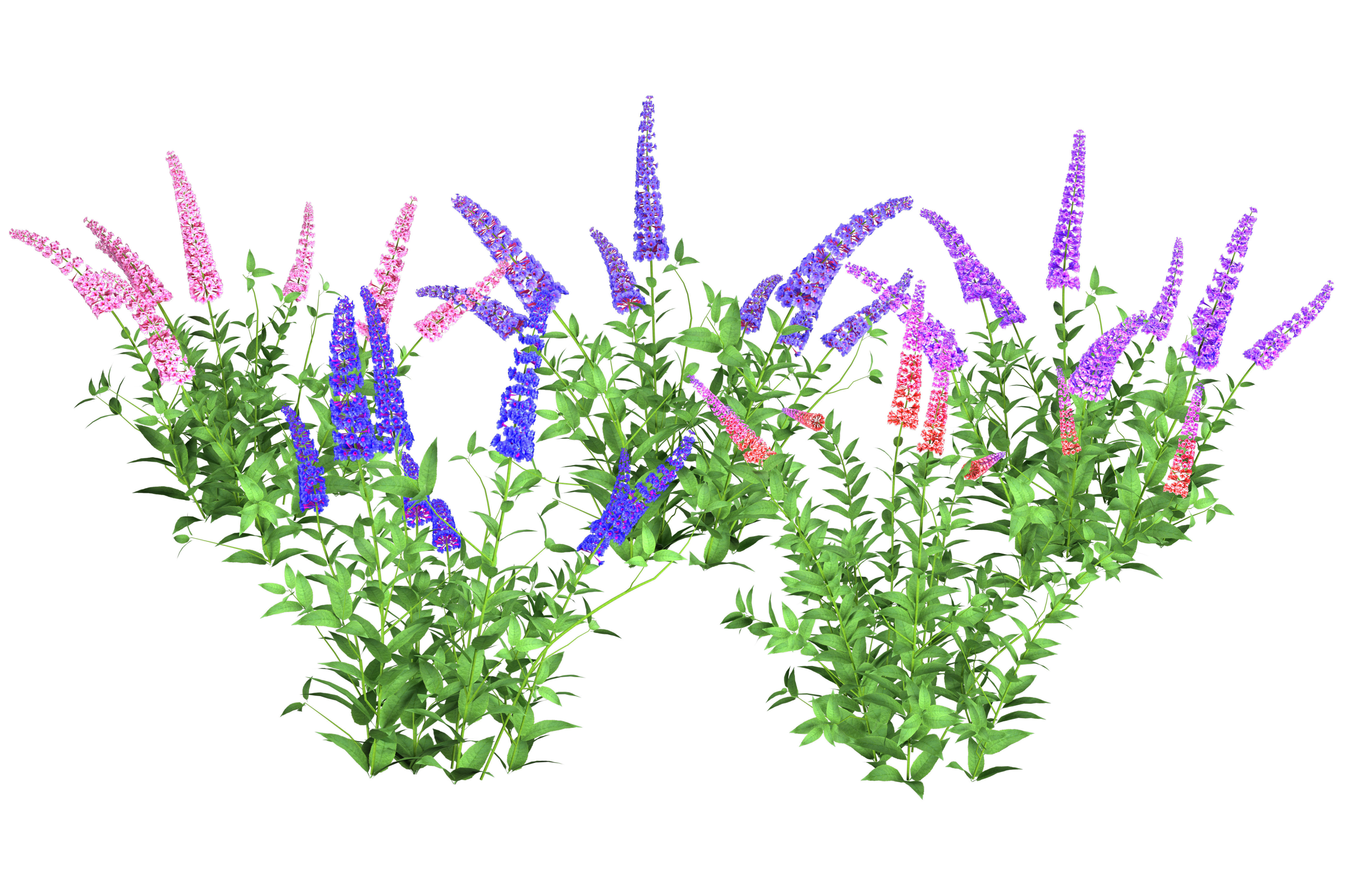 Blue Glory Bower Low-poly 3D model_8