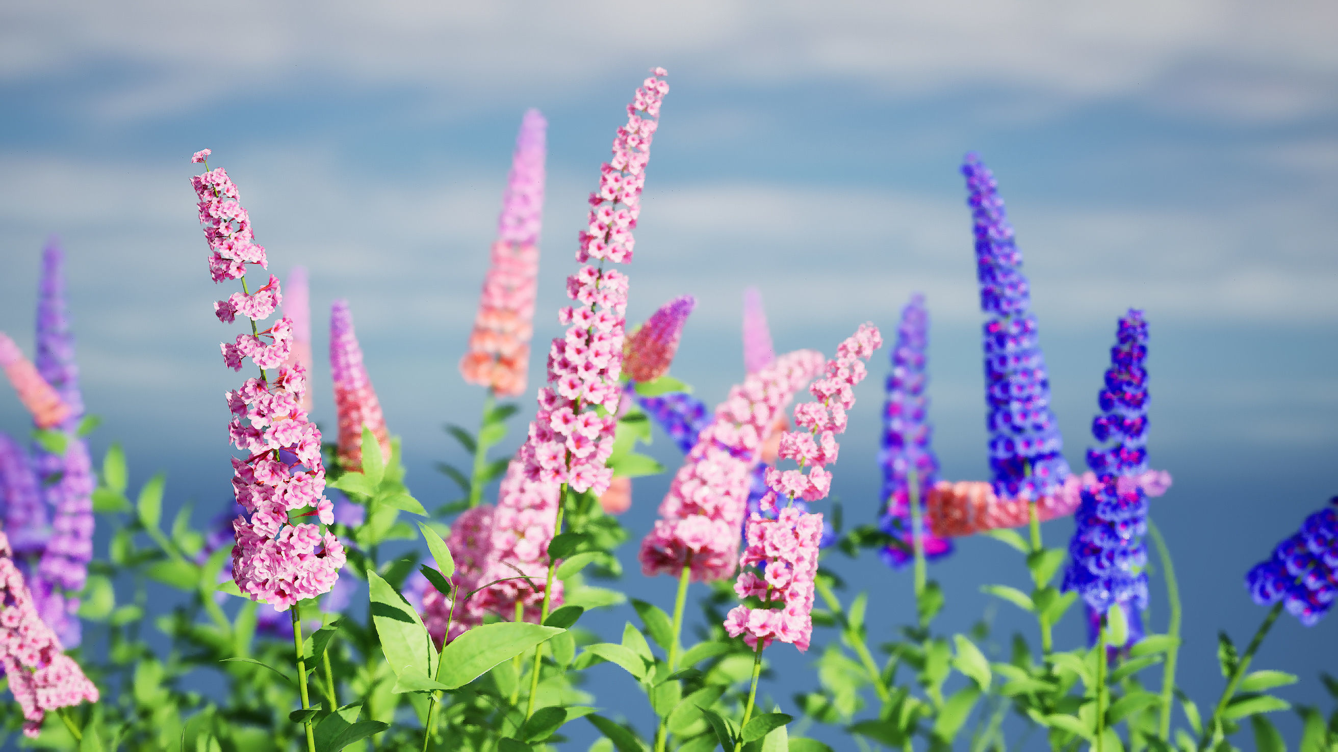 Blue Glory Bower Low-poly 3D model_2