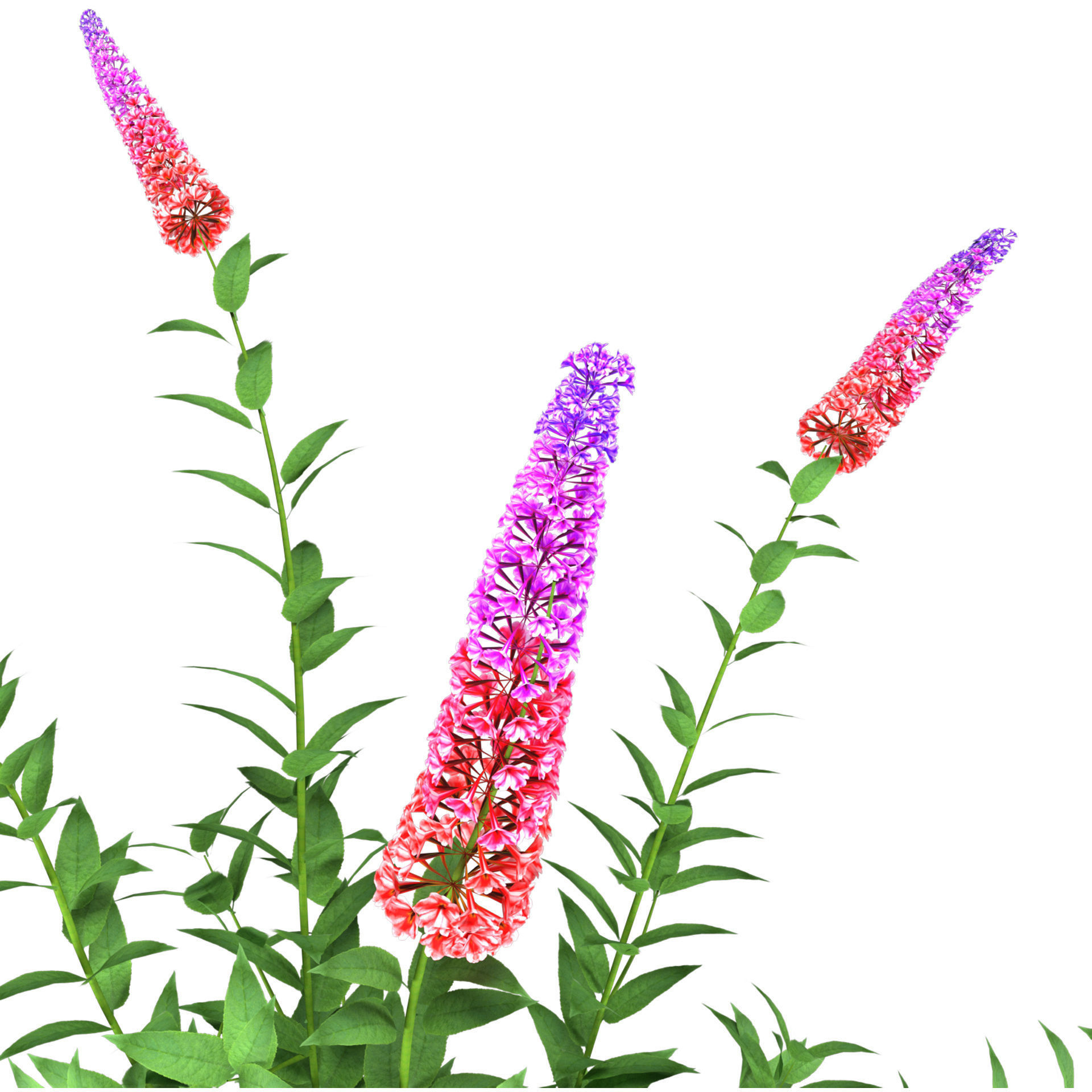 Blue Glory Bower Low-poly 3D model_6