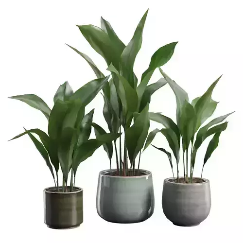 Aspidistra Elatior Pack