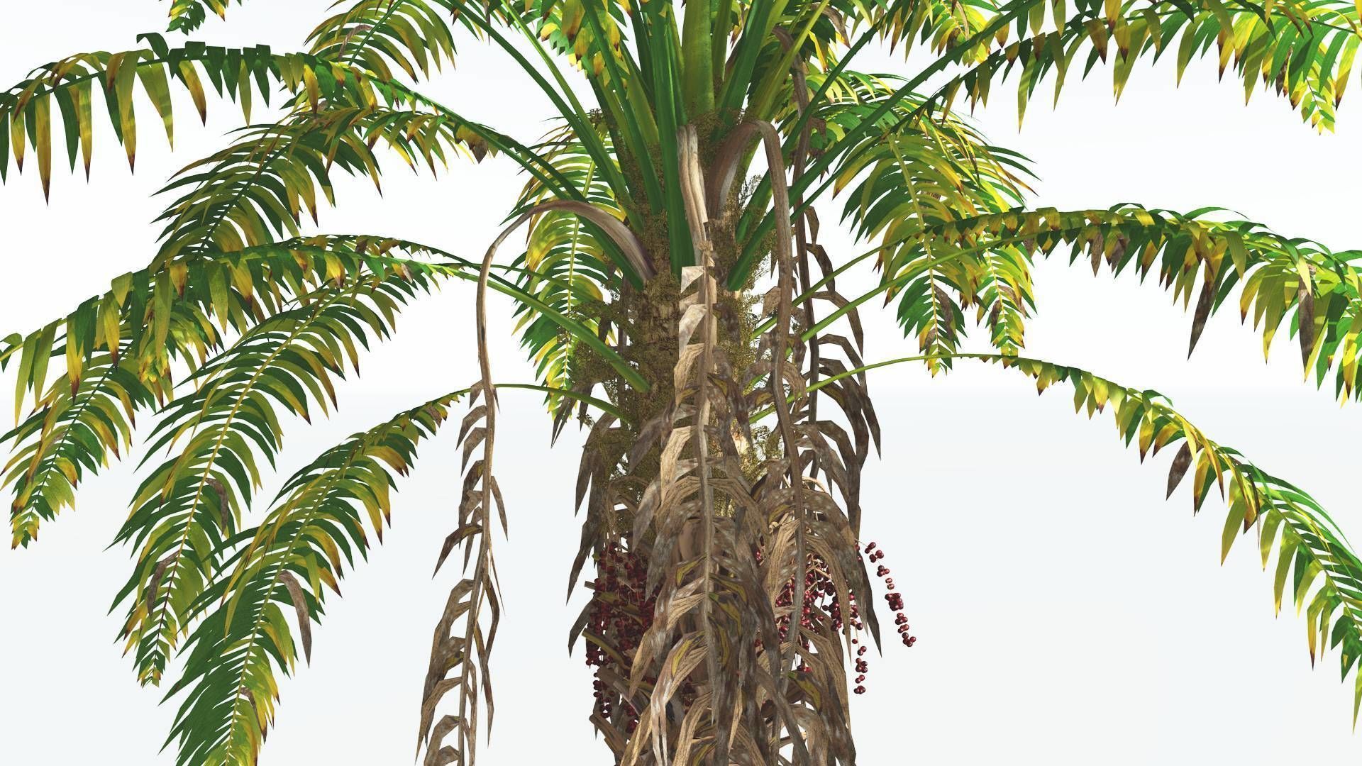EVERYPlant African Oil Palm 1 --16 Models-- 3D model_7