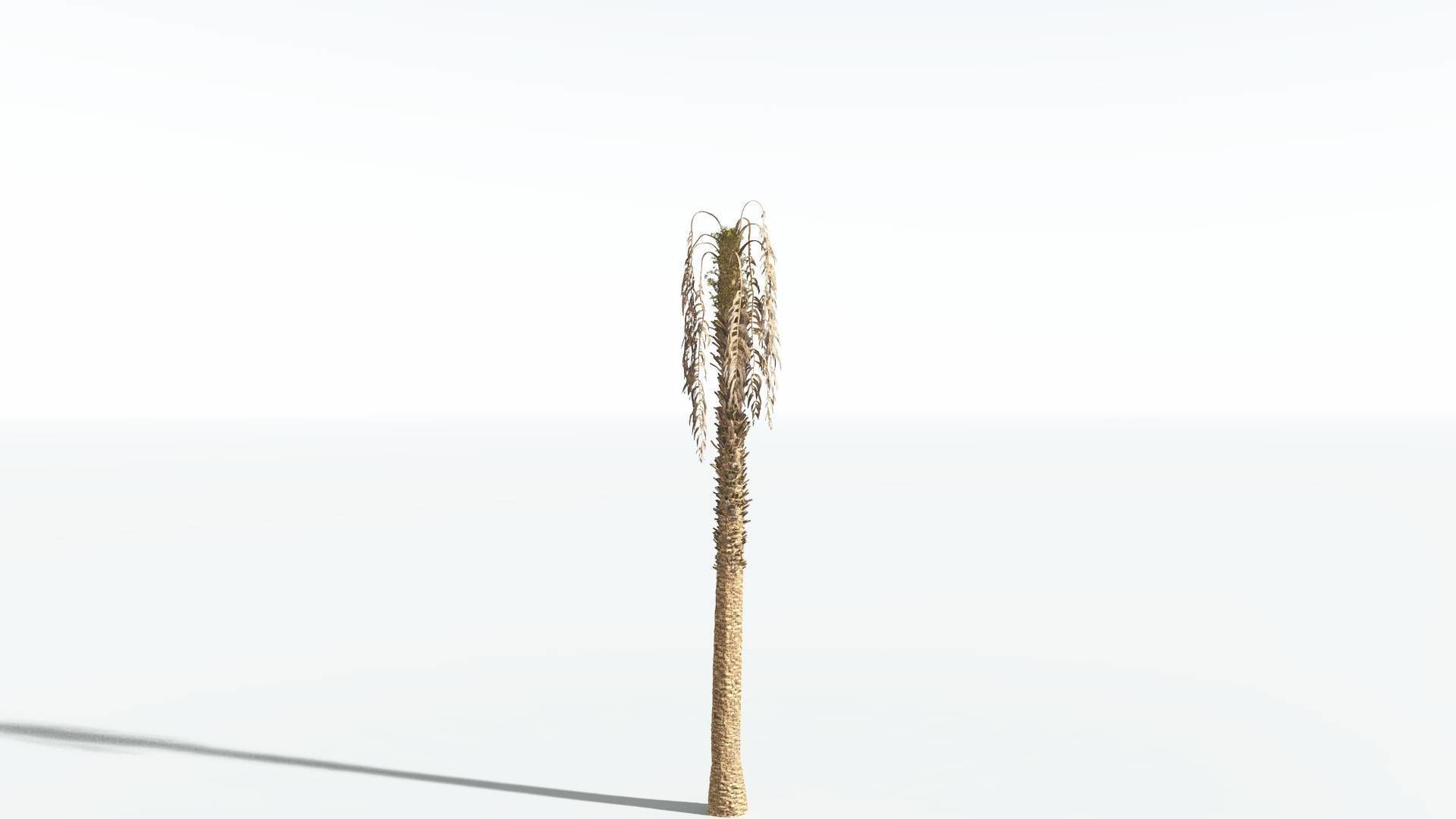 EVERYPlant African Oil Palm 1 --16 Models-- 3D model_10