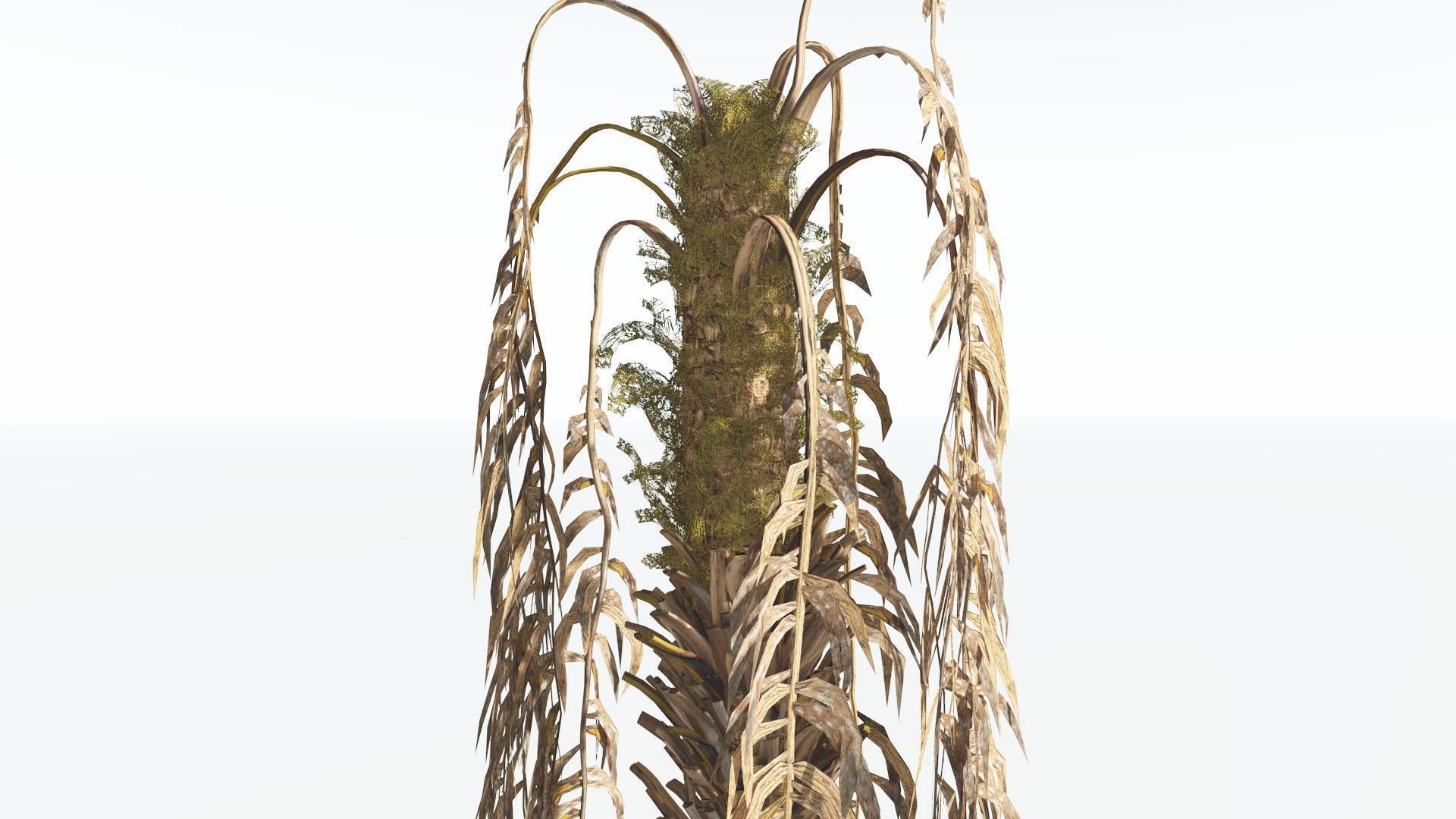 EVERYPlant African Oil Palm 1 --16 Models-- 3D model_11