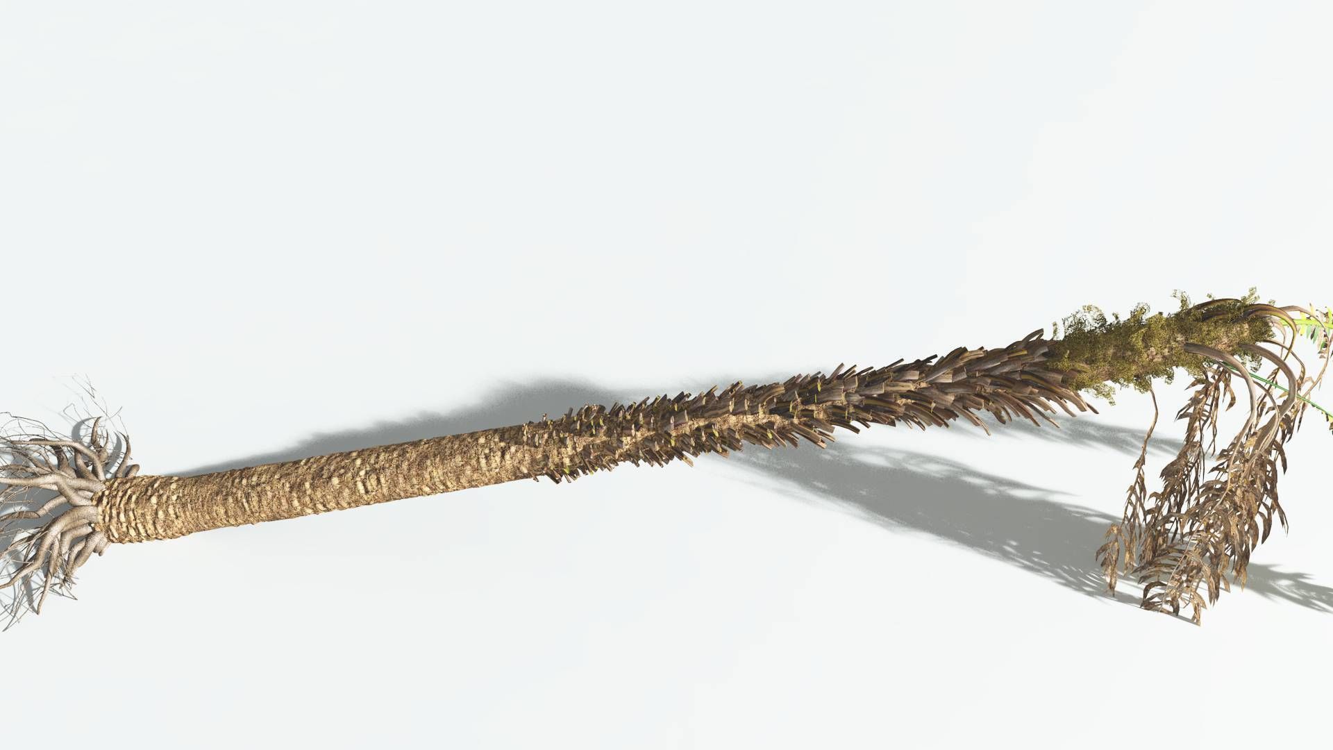 EVERYPlant African Oil Palm 1 --16 Models-- 3D model_15