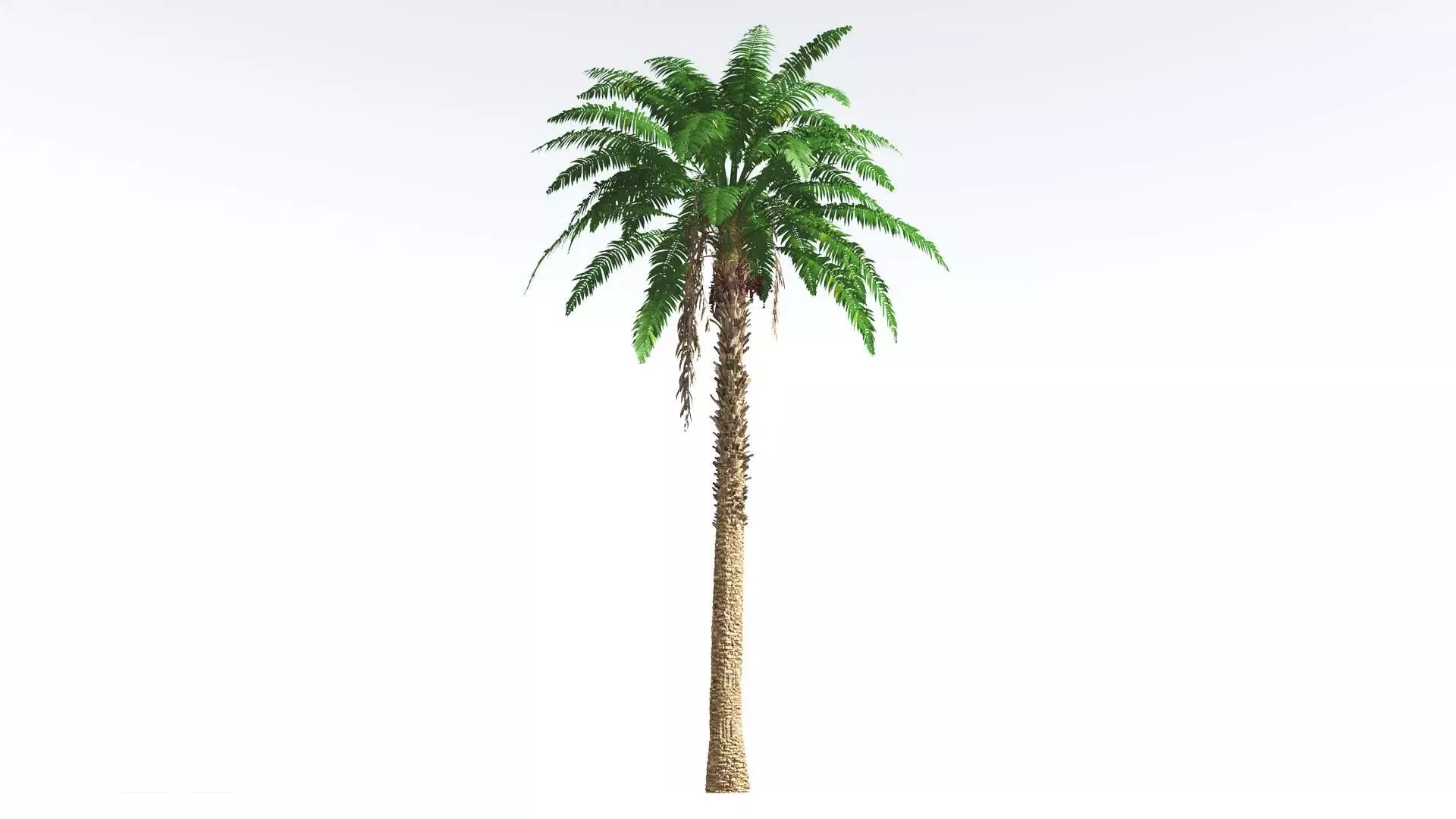 EVERYPlant African Oil Palm 1 --16 Models-- 3D model_0