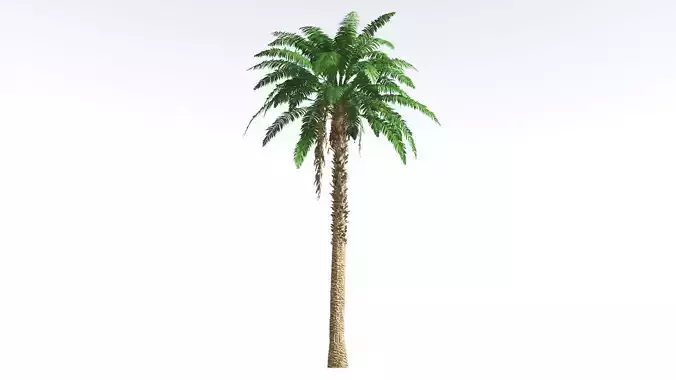 EVERYPlant African Oil Palm 1 --16 Models-- 3D model