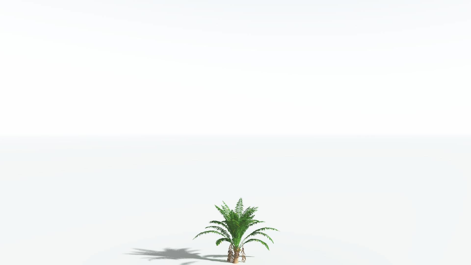 EVERYPlant African Oil Palm 1 --16 Models-- 3D model_20