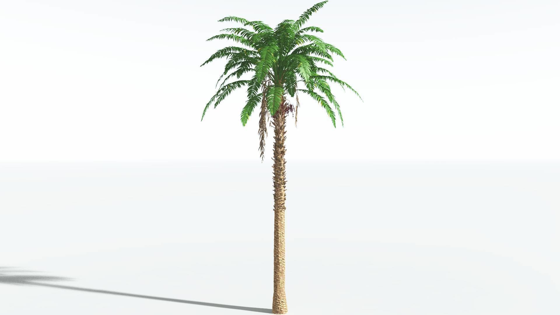 EVERYPlant African Oil Palm 1 --16 Models-- 3D model_16