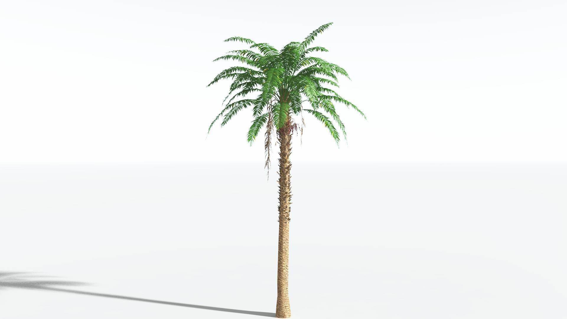 EVERYPlant African Oil Palm 1 --16 Models-- 3D model_24