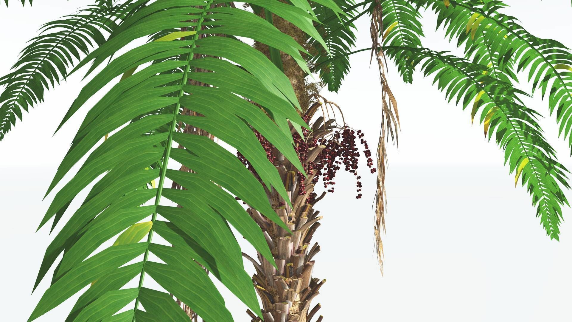 EVERYPlant African Oil Palm 1 --16 Models-- 3D model_17