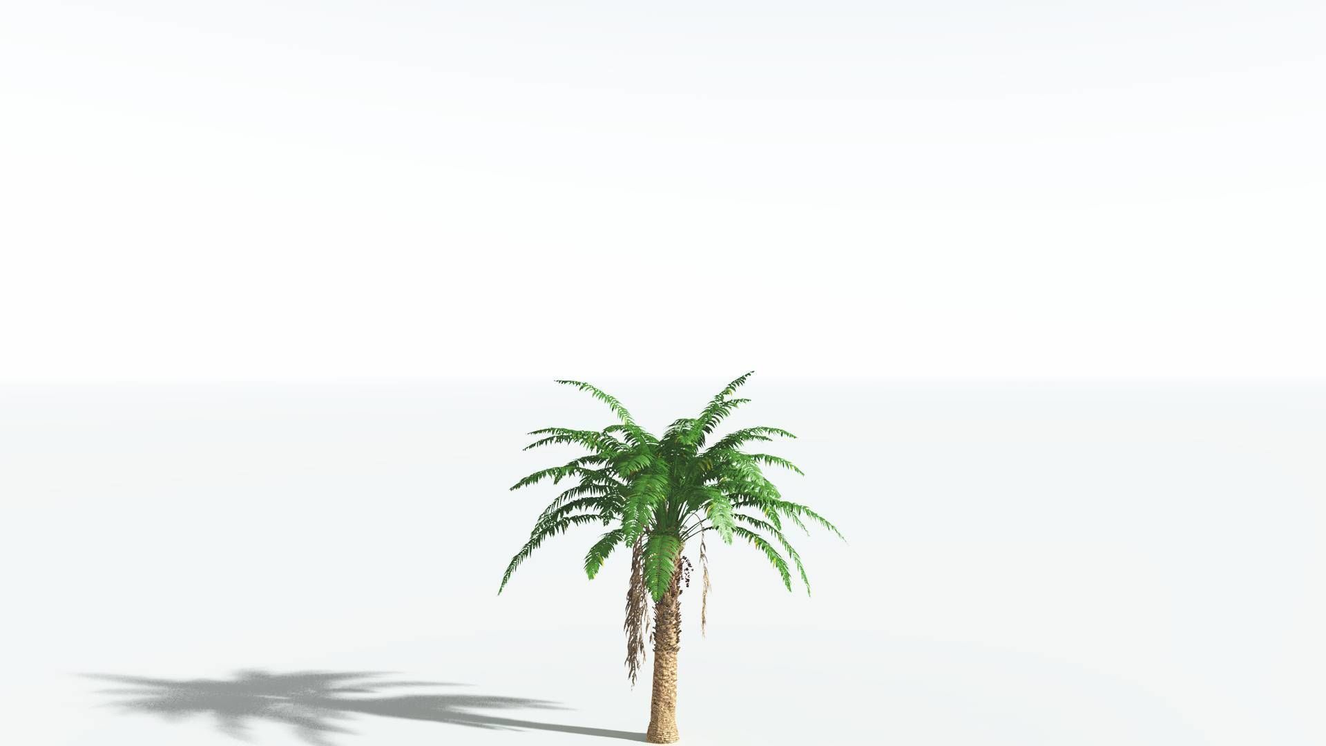 EVERYPlant African Oil Palm 1 --16 Models-- 3D model_18