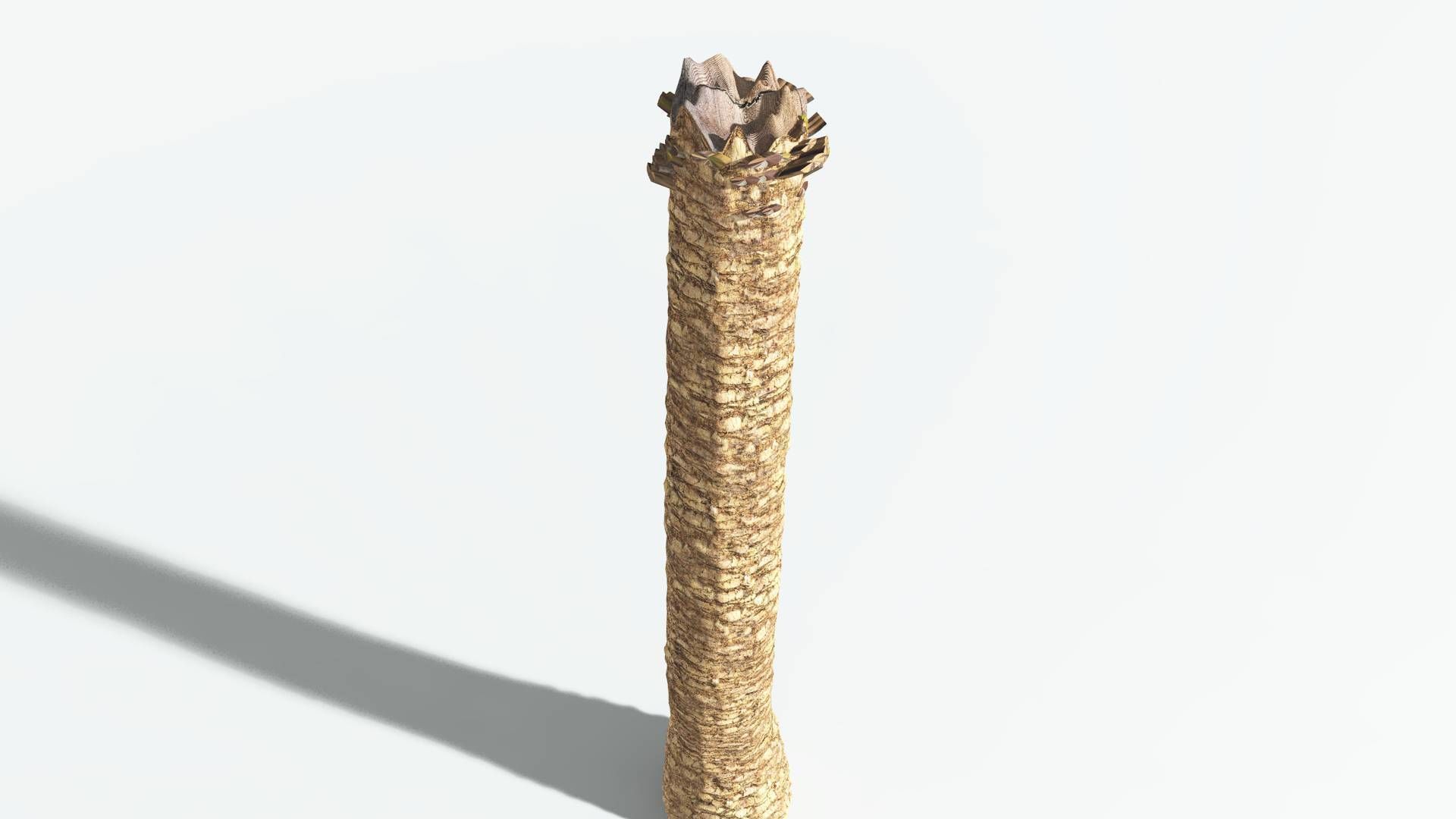 EVERYPlant African Oil Palm 1 --16 Models-- 3D model_13