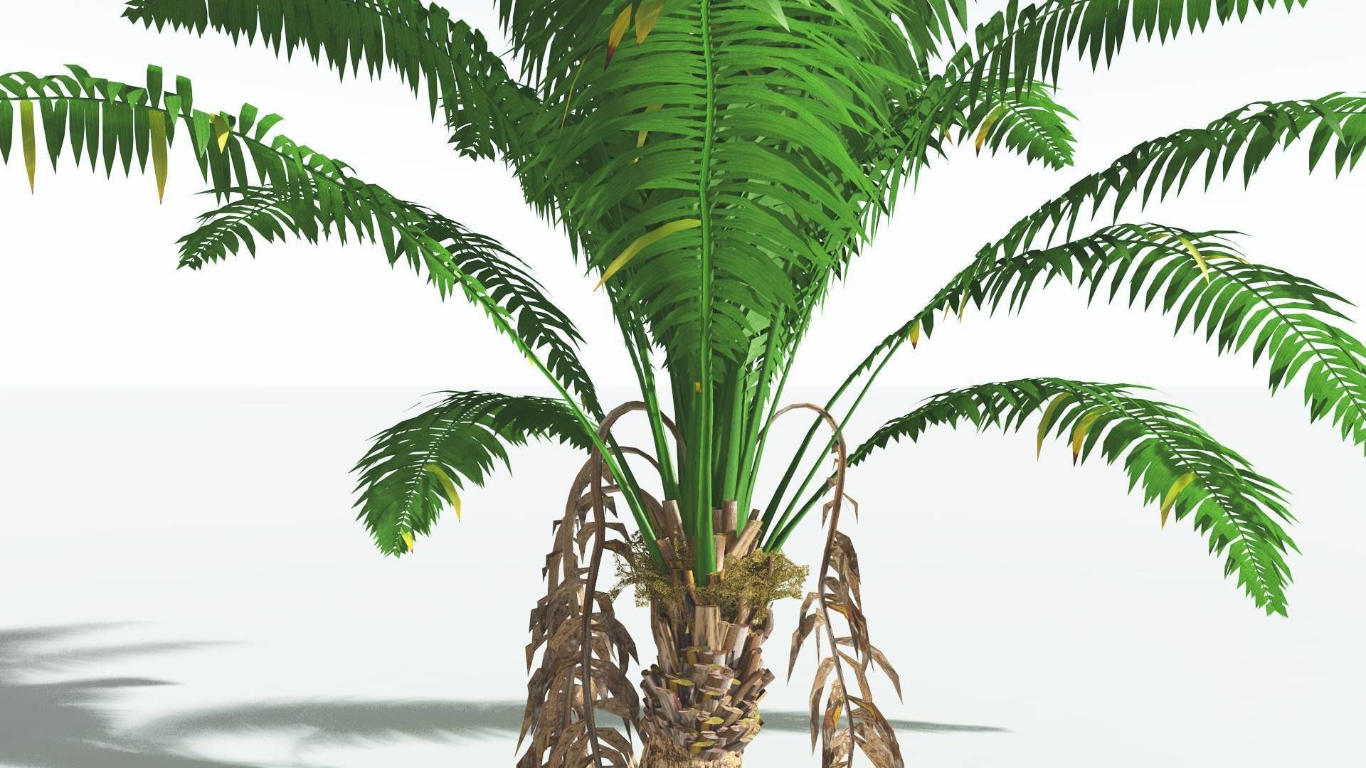 EVERYPlant African Oil Palm 1 --16 Models-- 3D model_21