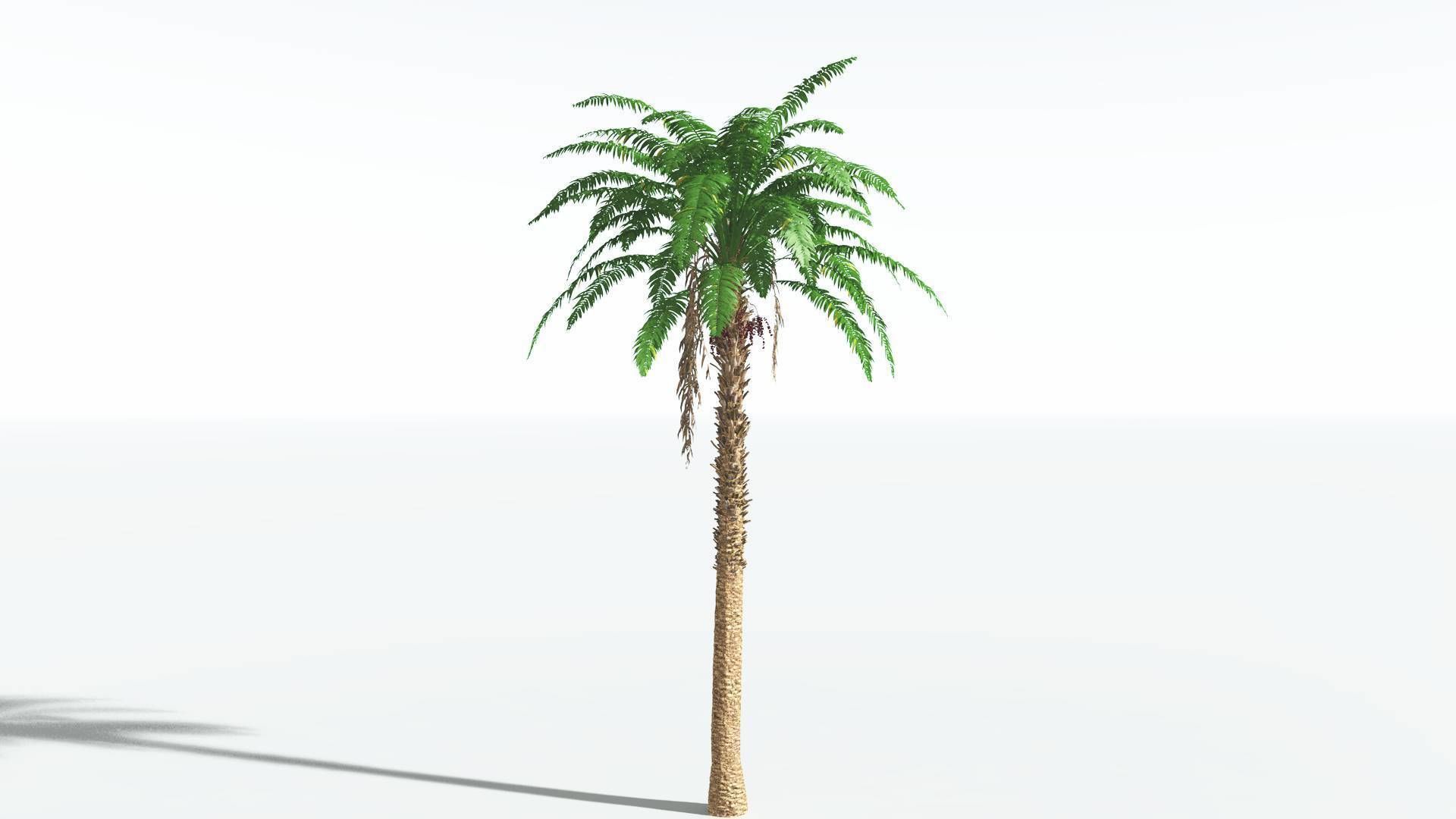 EVERYPlant African Oil Palm 1 --16 Models-- 3D model_30