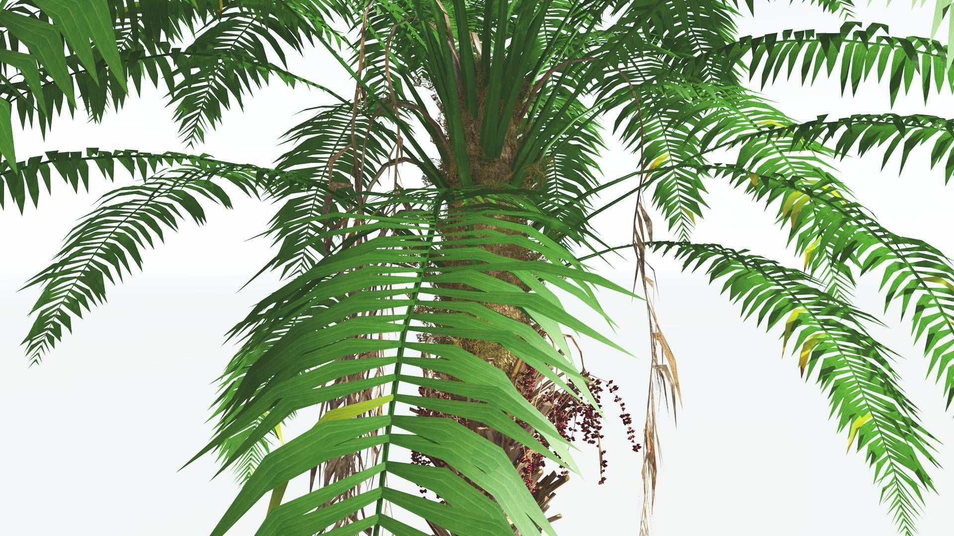 EVERYPlant African Oil Palm 1 --16 Models-- 3D model_25