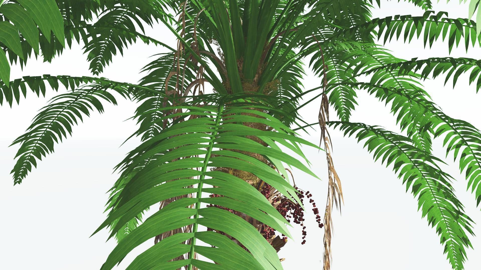 EVERYPlant African Oil Palm 1 --16 Models-- 3D model_5