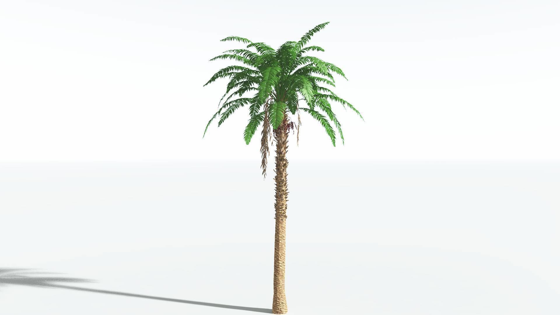 EVERYPlant African Oil Palm 1 --16 Models-- 3D model_4