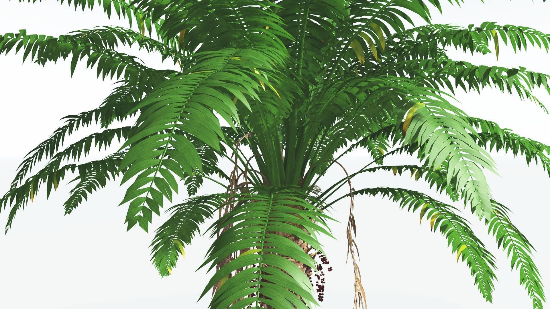 EVERYPlant African Oil Palm 1 --16 Models-- 3D model_19