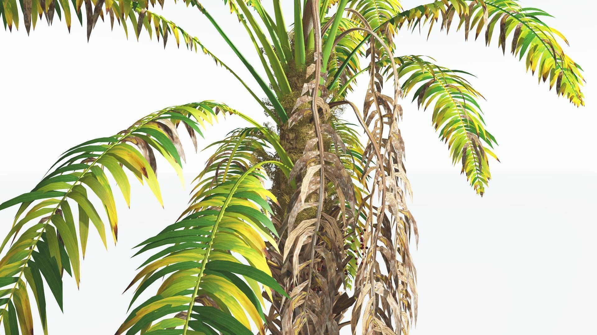 EVERYPlant African Oil Palm 1 --16 Models-- 3D model_9