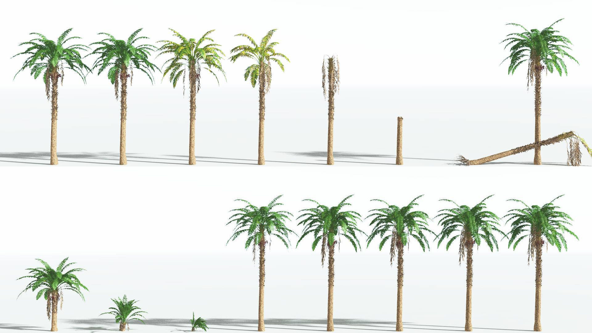 EVERYPlant African Oil Palm 1 --16 Models-- 3D model_1