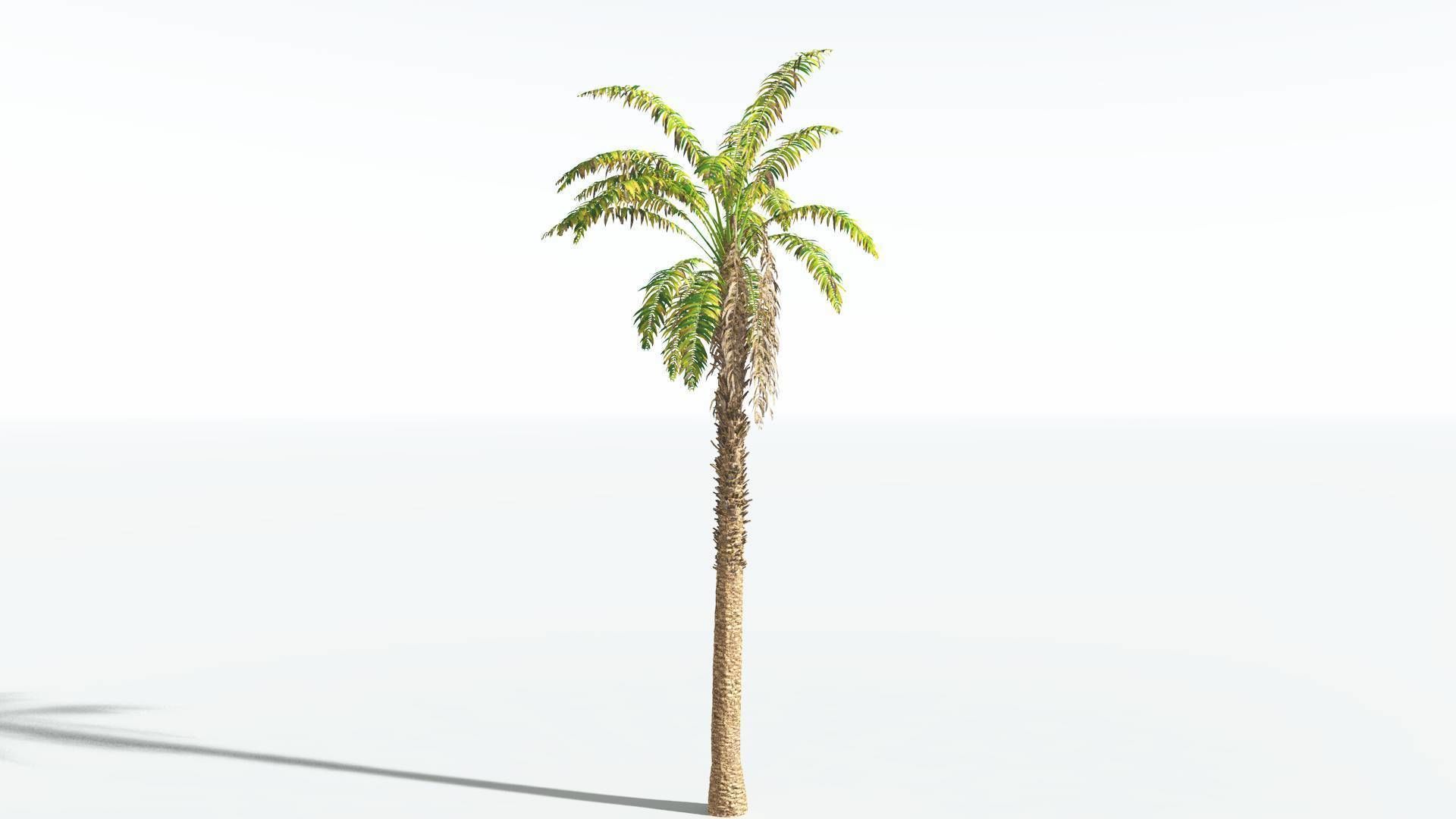 EVERYPlant African Oil Palm 1 --16 Models-- 3D model_8