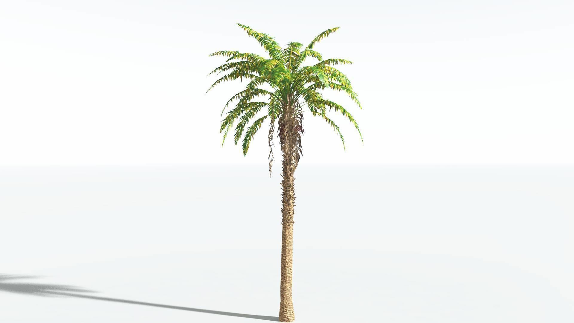 EVERYPlant African Oil Palm 1 --16 Models-- 3D model_6