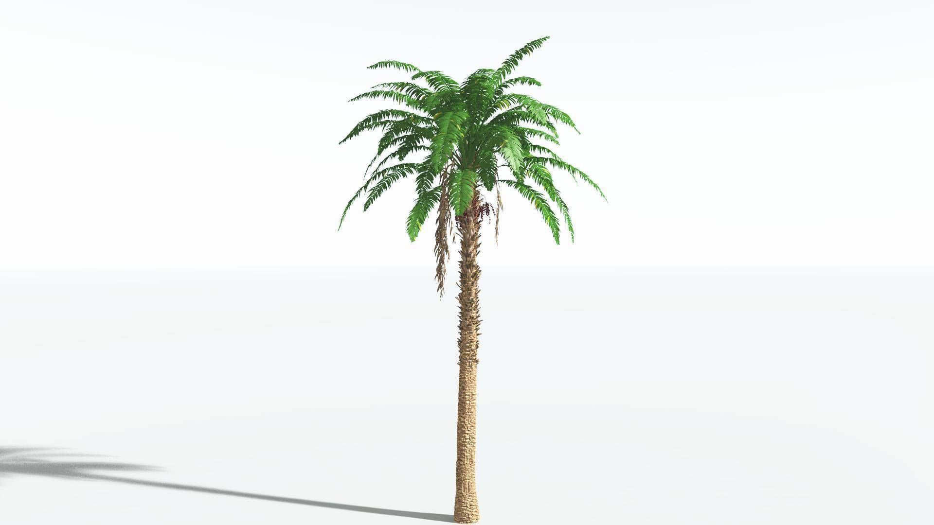 EVERYPlant African Oil Palm 1 --16 Models-- 3D model_26