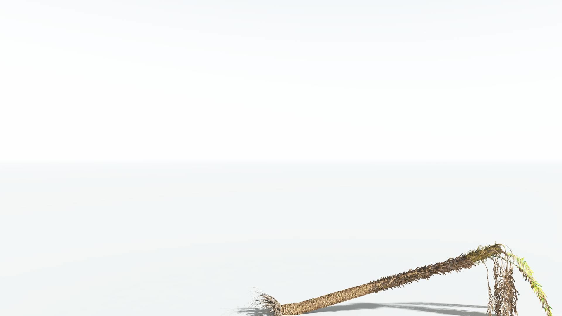 EVERYPlant African Oil Palm 1 --16 Models-- 3D model_14