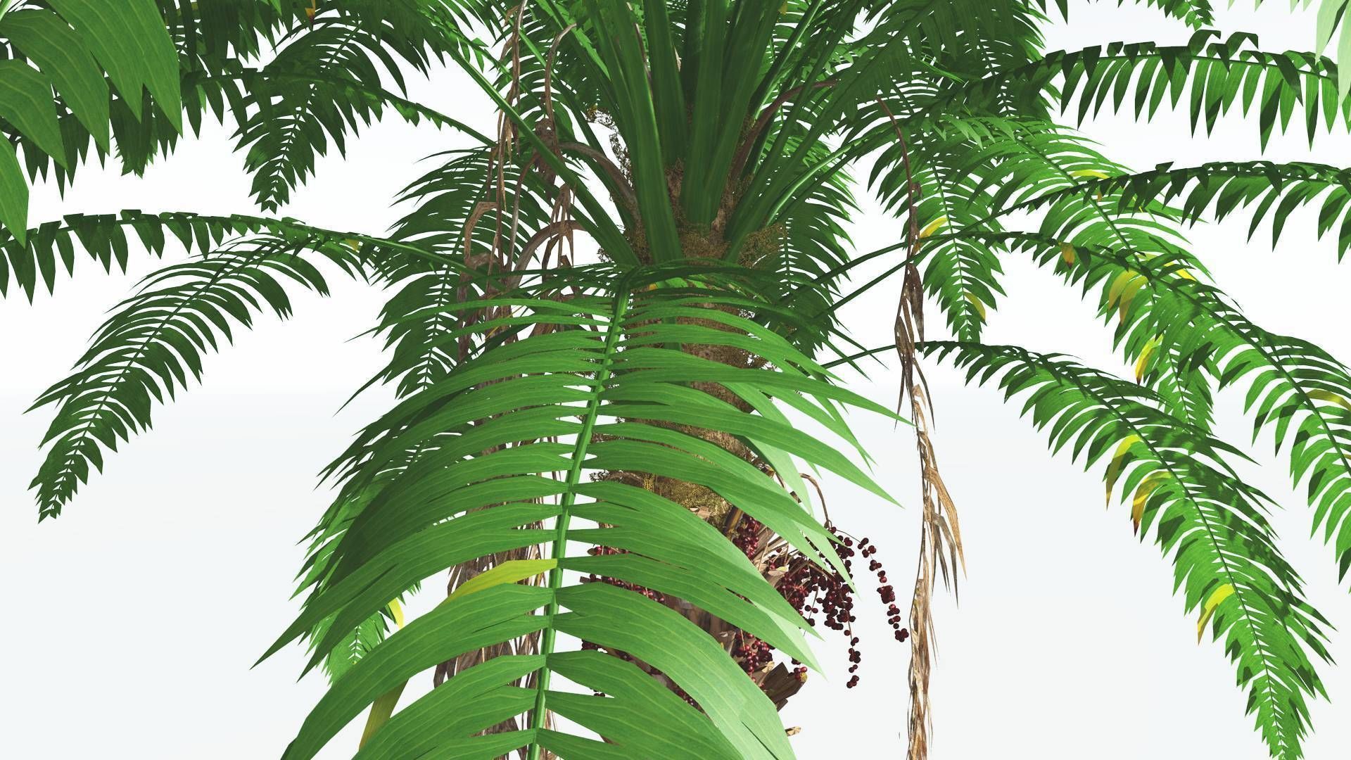 EVERYPlant African Oil Palm 1 --16 Models-- 3D model_33
