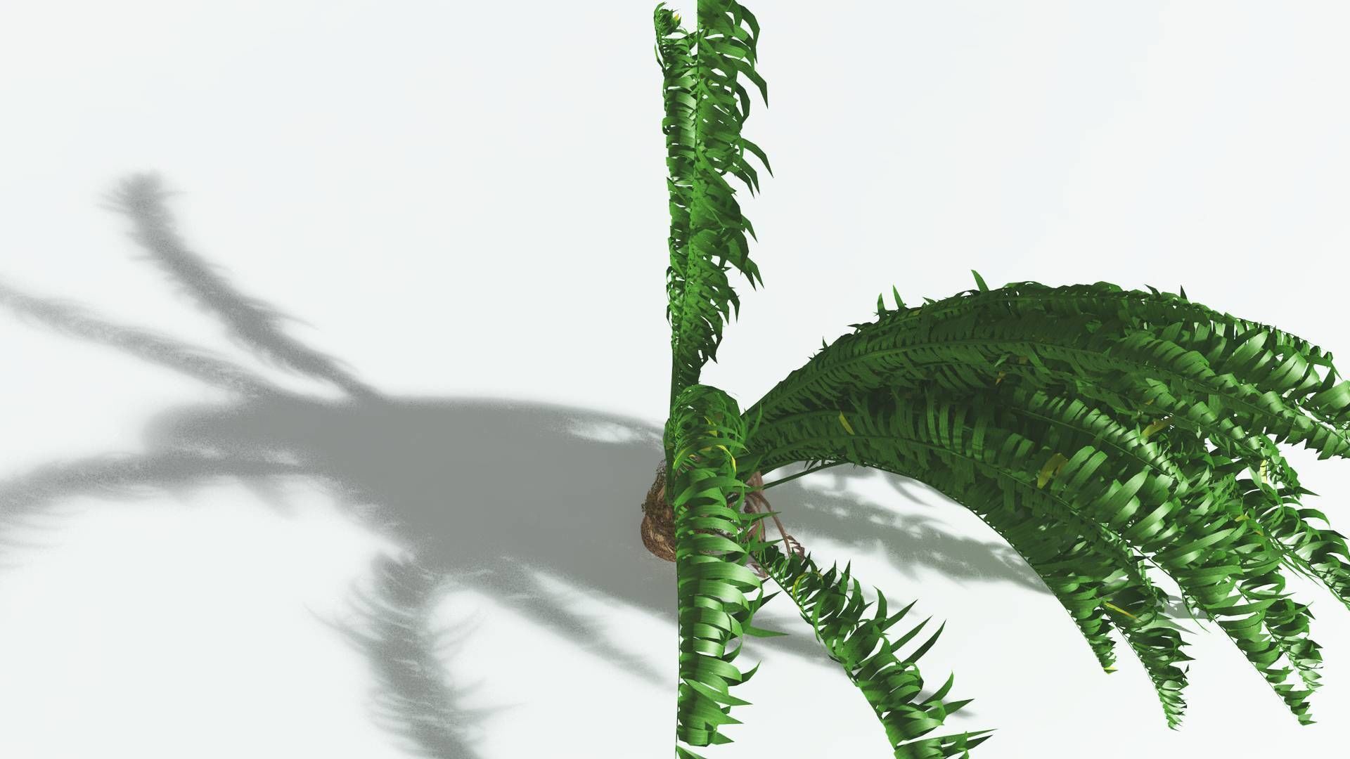 EVERYPlant African Oil Palm 1 --16 Models-- 3D model_23